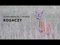 Ocena wieku rogaczy - Wiosna część 1