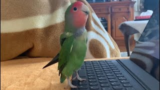 動画に背伸びと張りのある声で対応するおばあちゃんインコ抹茶ちゃん　#コザクラインコ　＃老鳥　#インコ鳴き声