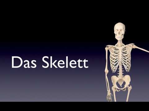 Video: Skelett