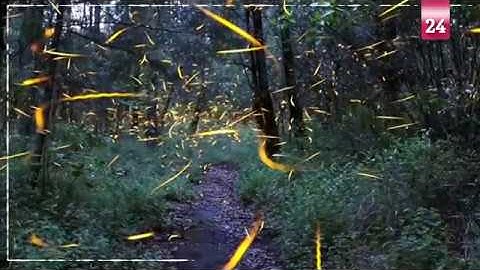 Fireflies that blink in sync draw swarms of tourists