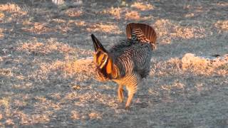 Greater Prairie Chicken Dance