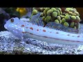 Diamond Goby - The Ultimate Sand Bed Clean up Crew?!