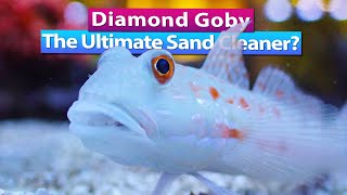 Diamond Goby - The Ultimate Sand Bed Clean up Crew?!