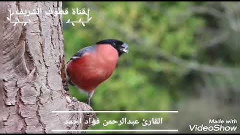 تلاوة خاشعة من سورة الشوري | القارئ عبدالرحمن فؤاد احمد
