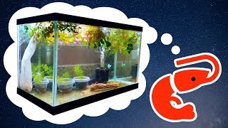 HOW TO: Easy Cherry Shrimp Tank for Breeding