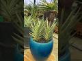 #975 #SansevieriaFrancisii | Sansevieria Francisii Yellow Variety