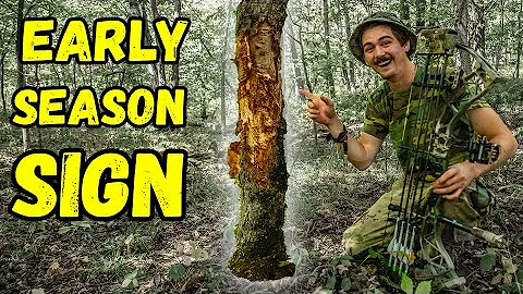 EARLY SEASON Buck Sign!!! - (Should YOU Hunt It???)