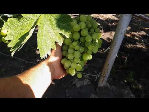 работа на винограднике в августе