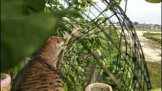 Pikat Perkutut Si Mon