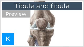 Tibia and fibula (preview) - Human Anatomy | Kenhub