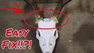 How To Touch Up Antlers When Doing A European Skull Mount