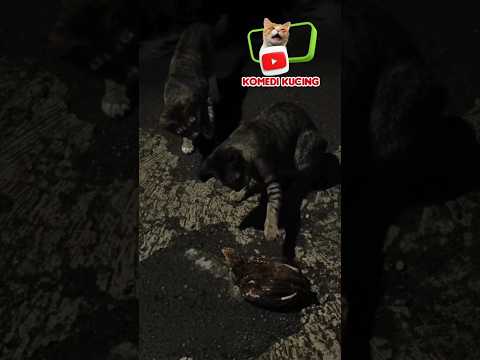 𝗝𝗜𝗪𝗔 𝗠𝗔𝗟𝗜𝗡𝗚𝗡𝗬𝗔 𝗞𝗨𝗔𝗧 𝗕𝗔𝗡𝗚𝗘𝗧 #short