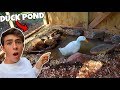 Building a CHEAP & EASY Duck Pond! (Must Watch!)