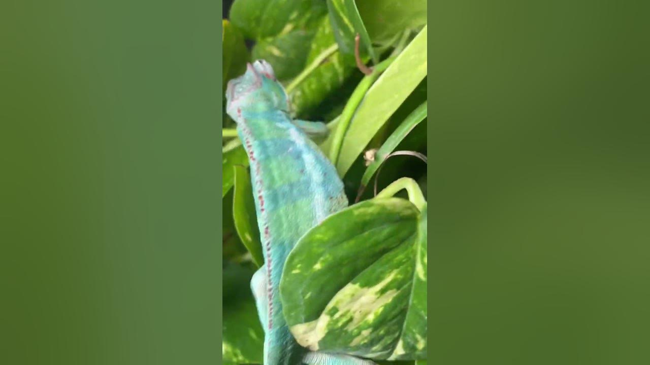 Chameleon changing color - YouTube