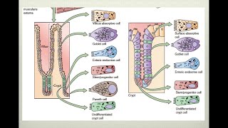 Fisiología intestinal