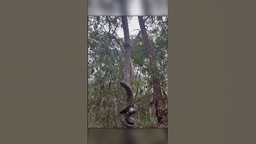 Python toont zijn boomklimvaardigheden