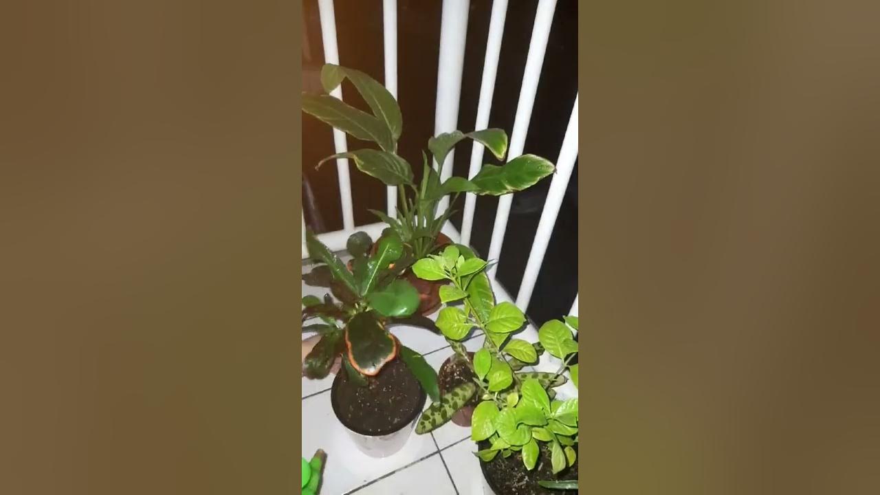 Nima uchun vagina kengayib ketdi?