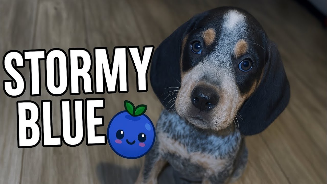 Blue Tick Hound puppy playing ￼ 