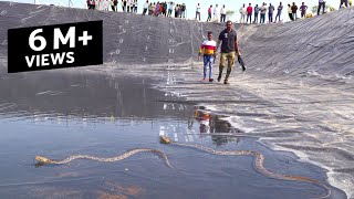 खेत तालाब में गिरा सांप का जोडा, देखिए नर और मादा सांप Rescue 2 Russell's Viper snake