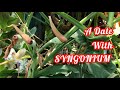 A Date With Syngonium #arrowhead #spadix #anthurium #indoorplants #inflorescence #araceae