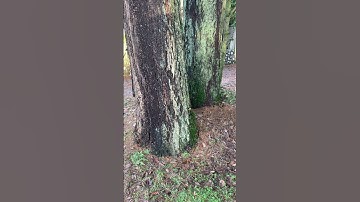 Money trees! (Douglas firs generate revenue all year) #trees #douglasfir #redsealvas #landscaper