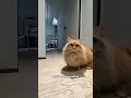 Speedy Woody #shorts #cat #funny