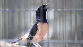 SIDAK KE ARCADIA BF REMBANG murai mewah harga bersahabat