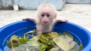 Monkey baby Poor gets a relaxing tea leaf bath from Hong!