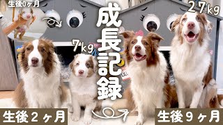 【成長記録】先住犬と奇跡的な出会いをしたオーストラリアンシェパード生まれてから生後9ヶ月までの心温まる記録✨