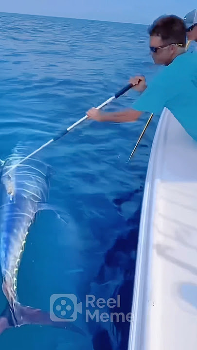 Sekali colok!! Dapat ikan tuna #bluefintuna #spearfishing #amazing