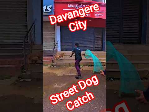 Gojo Gang Dog Catch #dog #dogwithpublicsafety #ytviral #shorts #rescue