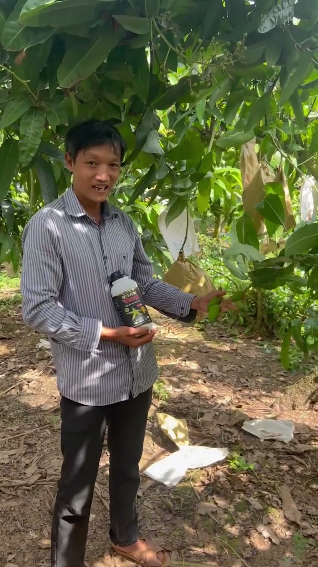 Nuôi trái mà cây xuống sức? Bà con xem 3 dấu hiệu này trước