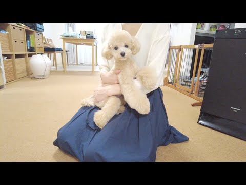 ついにパピーテディベアカットが完成した子犬が可愛すぎたw【トイプードル】