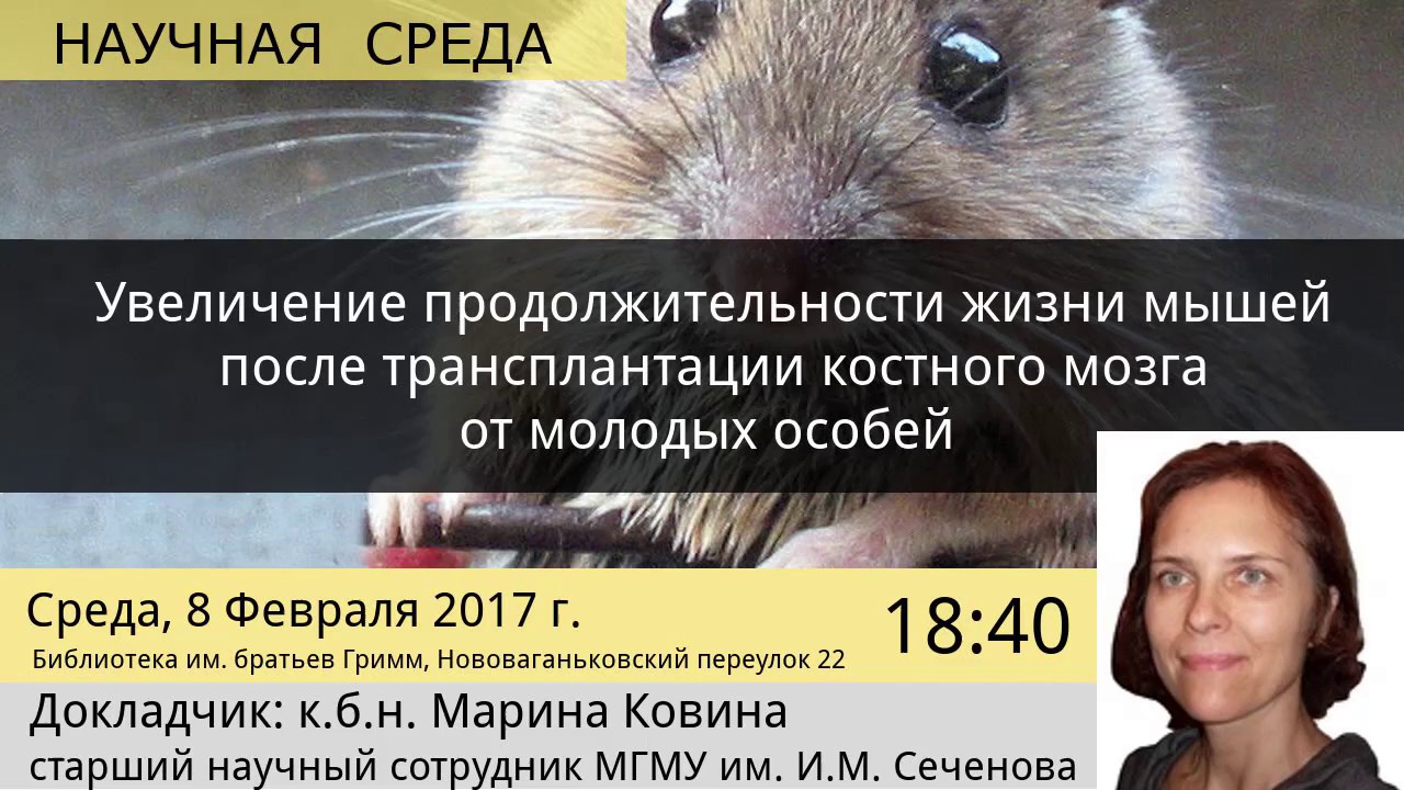 Продолжительность жизни мыши. Увеличение жизни мышей. Продолжительность роста грызунов. Срок жизни мышей.