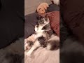 Willow,like who are you looking at? #funnyvideo #cat