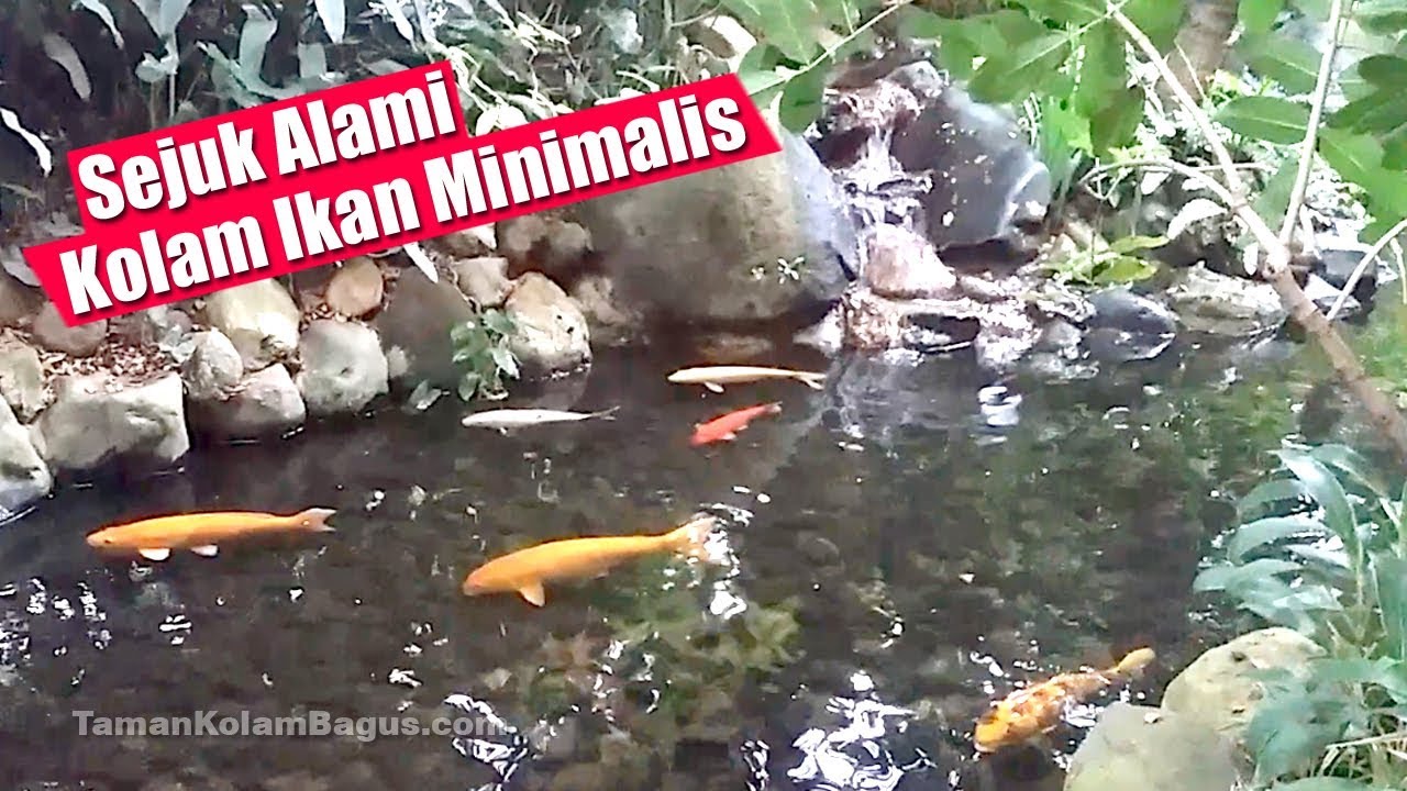 KOLAM IKAN MINIMALIS Nan Sejuk Alami YouTube