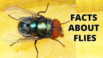 10 Things You Didn't Know About Flies | Housefly Facts | Interesting Facts for Kids