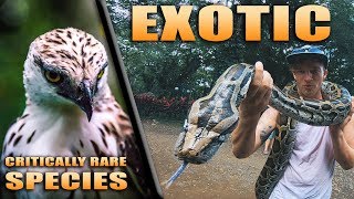 MOST BEAUTIFUL ANIMALS IN THE PHILIPPINES