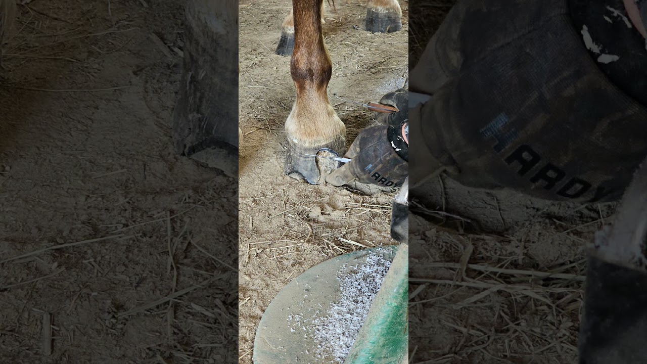 white line disease learning 