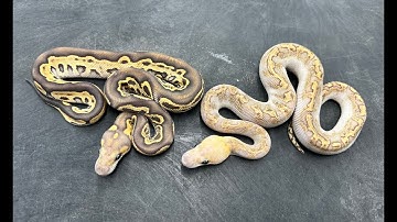 Amazing Ball Pythons! Leopard Clown and Crypton combos!
