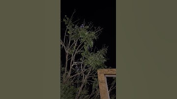 القارئ شريف مصطفى "سورة الانسان"