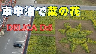【車中泊】DELICA D:5＃４ドローンで撮影菜の花畑