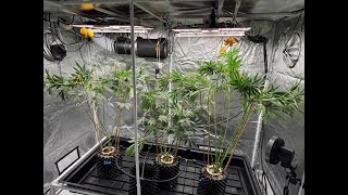 grow 21 harvest and early flower part 2