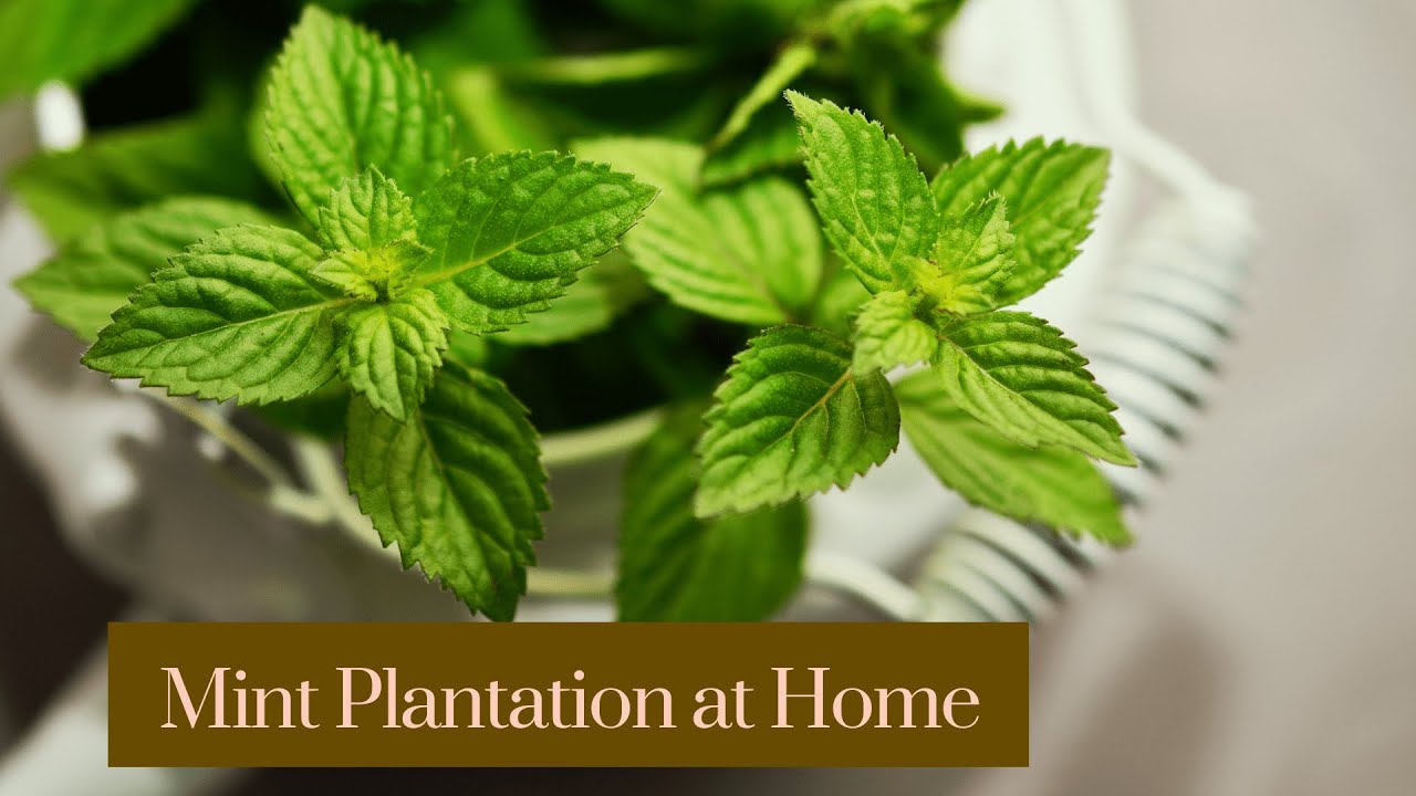 Mint Plantation at Home | Quick & Easy Plantation indoor | Plantation for Beginners