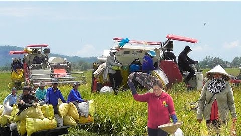 máy cắt 130 trung quốc cắt lúa ô em công 12 bao giá lúa được 6500₫K tập 88# maibangtv 