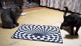 (神回)保護猫達に初めてトリックアートを見せたらリアクションが可愛すぎた