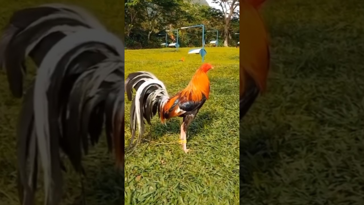 3 Year's Old 5k Sweater 