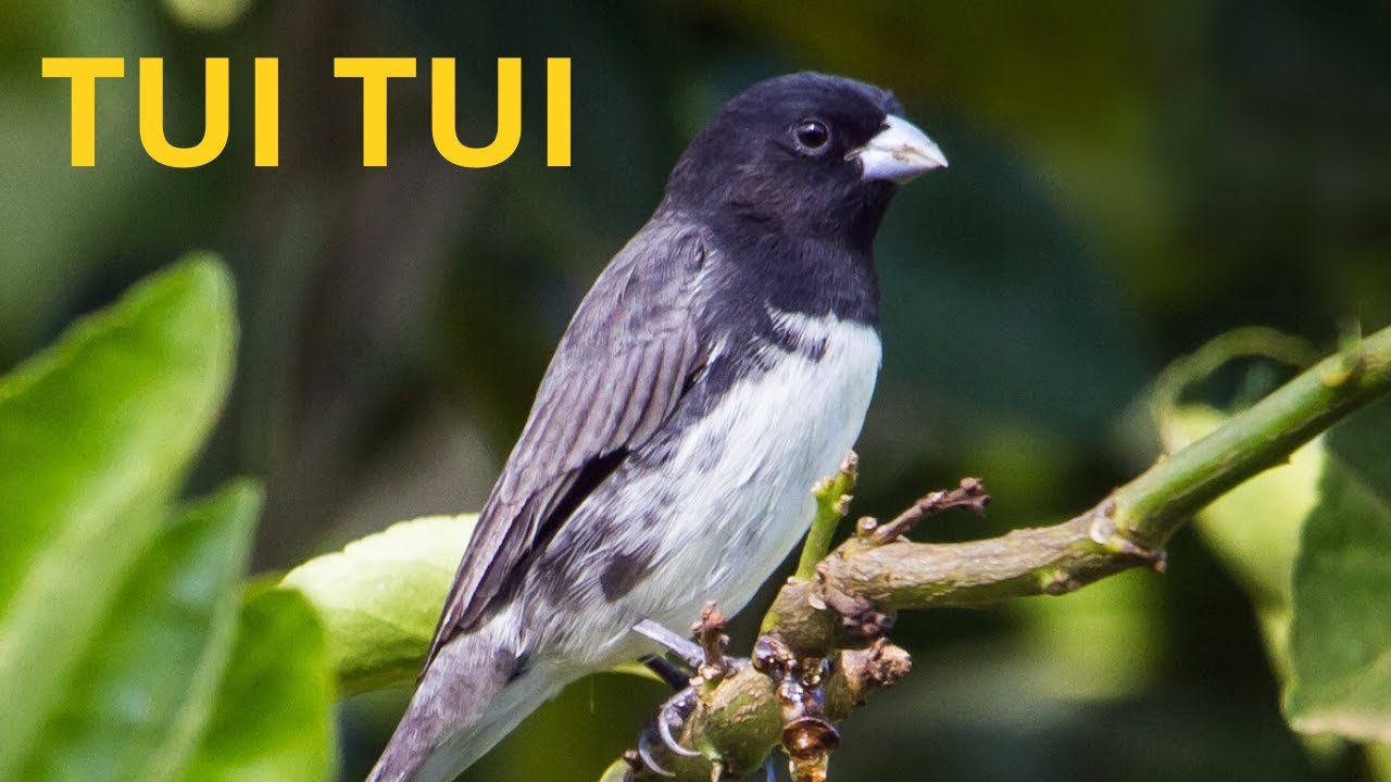 O canto do papa capim baiano #birdsounds #birds #nature