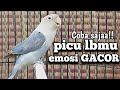 Di awali manggil!! picu labet lawan gacor hingga rajin ngekek | masteran lovebird ngekek