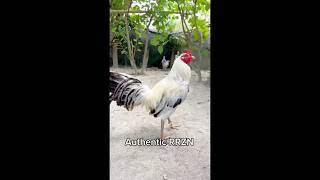 Download Lagu My authentic RRZN richie obordo broodcock #rrzn #kanawayon MP3